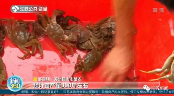 大闸蟹还来得及爬上中秋的饭桌吗？在努力蜕壳了！
