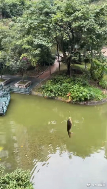 成都一男子在4楼阳台钓鱼