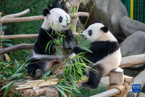 8月21日,在馬來西亞吉隆坡附近的馬來西亞國家動物園,大熊貓