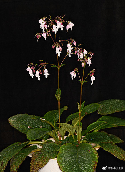 我国西南喀斯特地区发现多个植物新种