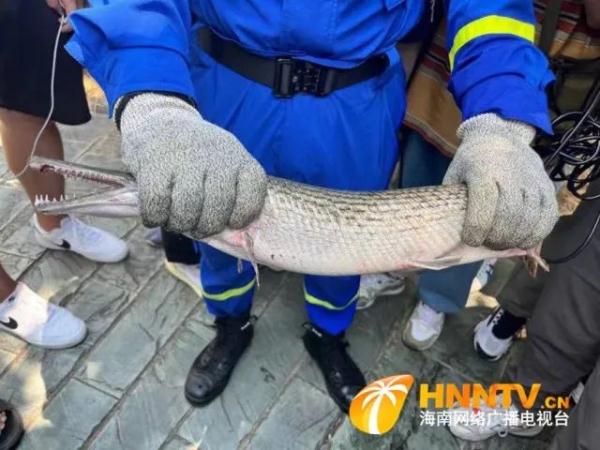 不宜食用，其卵有剧毒！海南发布外来物种鳄雀鳝安全提示！