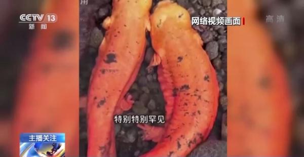 烹食大白鲨、“水母雪兔子”煮泡面，如何刹住猎奇式吃播？