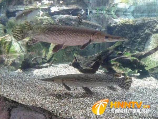 不宜食用，其卵有剧毒！海南发布外来物种鳄雀鳝安全提示！