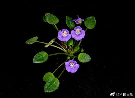 我国西南喀斯特地区发现多个植物新种