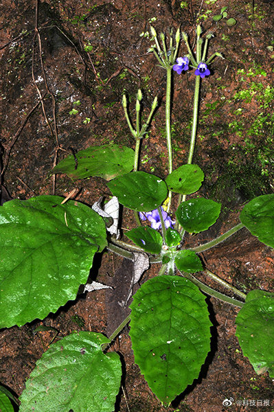 我国西南喀斯特地区发现多个植物新种
