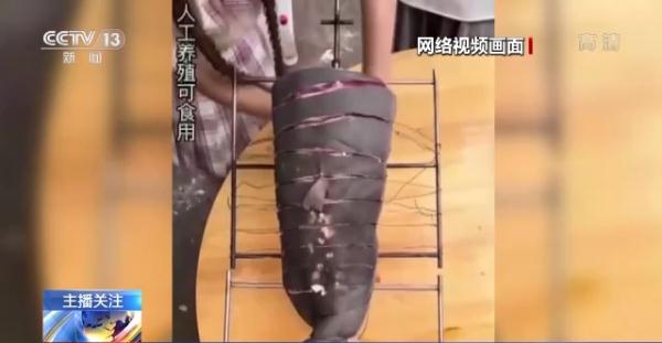 烹食大白鲨、“水母雪兔子”煮泡面，如何刹住猎奇式吃播？
