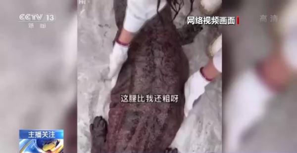 烹食大白鲨、“水母雪兔子”煮泡面，如何刹住猎奇式吃播？