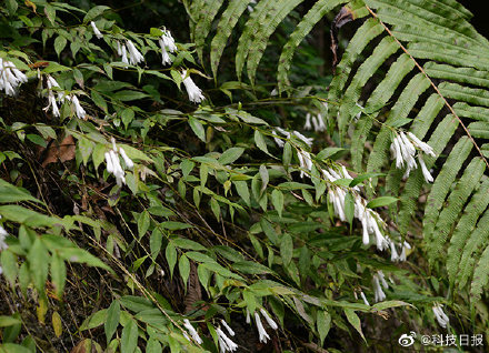 我国西南喀斯特地区发现多个植物新种