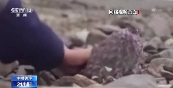 烹食大白鲨、“水母雪兔子”煮泡面，如何刹住猎奇式吃播？