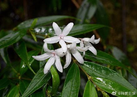 我国西南喀斯特地区发现多个植物新种