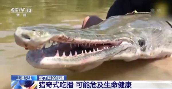 烹食大白鲨、“水母雪兔子”煮泡面，如何刹住猎奇式吃播？
