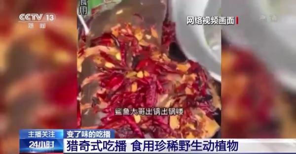 烹食大白鲨、“水母雪兔子”煮泡面，如何刹住猎奇式吃播？
