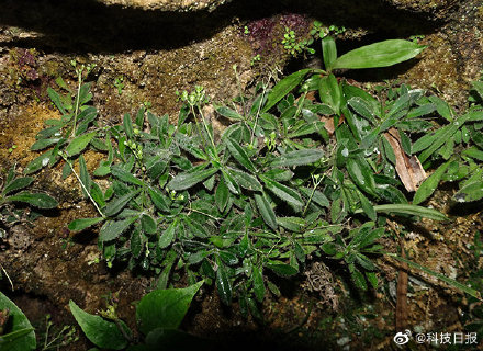 我国西南喀斯特地区发现多个植物新种