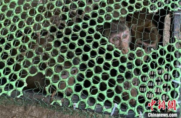 广西边境警方解救国家二级重点保护野生动物食蟹猴47只