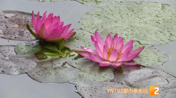 最大日温差超10℃！秋意渐浓，早晚出门你添衣了吗？云南未来天气是……