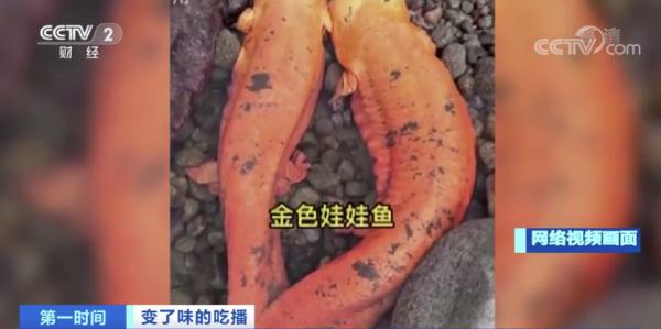 “怪鱼”竟被做成酸菜鱼？！猎奇式吃播火了，“吃奇”之风如何刹住