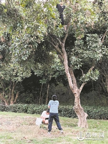 爬树摘龙眼 丢了素质和安全