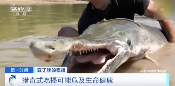 “怪鱼”竟被做成酸菜鱼？！猎奇式吃播火了，“吃奇”之风如何刹住