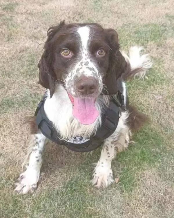 你想拥有一只警犬吗？上海首批退役警犬开放领养！