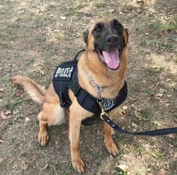 你想拥有一只警犬吗？上海首批退役警犬开放领养！