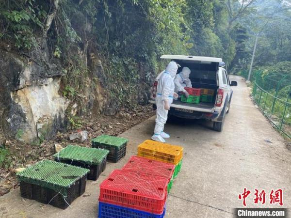 广西边境警方解救国家二级重点保护野生动物食蟹猴47只