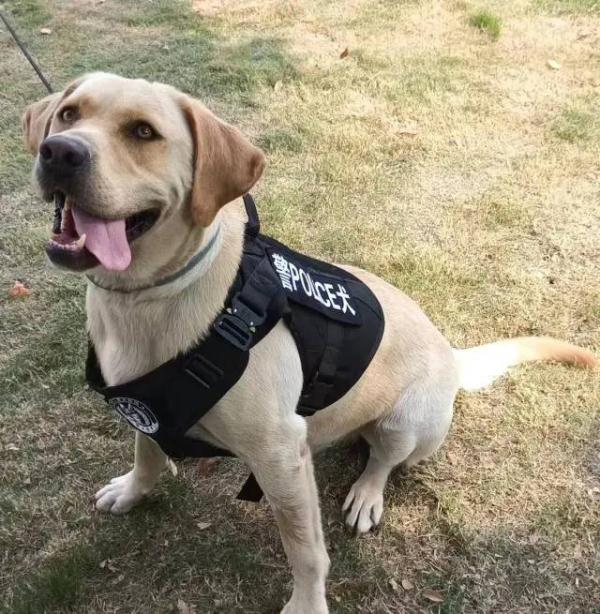 你想拥有一只警犬吗？上海首批退役警犬开放领养！