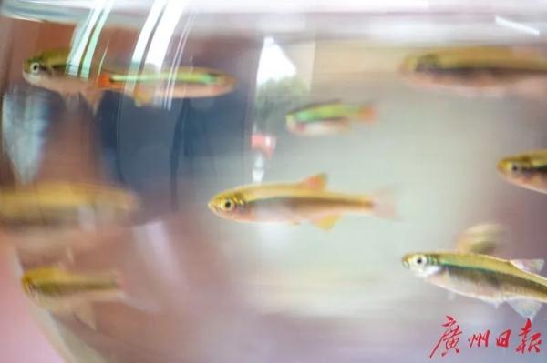 广州一公园出现这个有趣画面，游客纷纷追拍