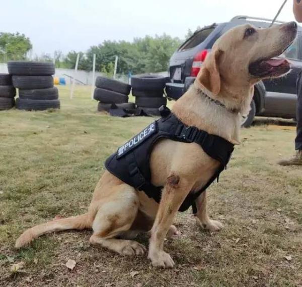 你想拥有一只警犬吗？上海首批退役警犬开放领养！