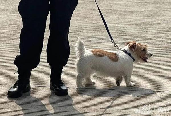 软萌可爱！小码缉毒犬火出圈