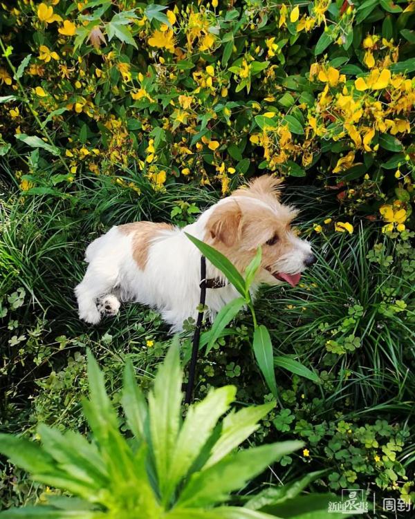软萌可爱！小码缉毒犬火出圈