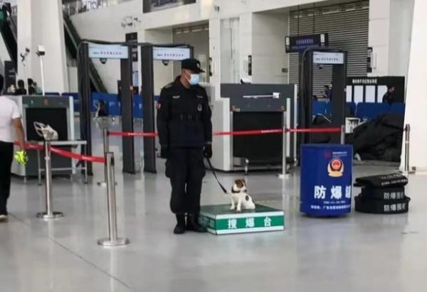 我们不是童工！缉毒犬“小玖”告诉你，杰克罗素梗又萌又飒