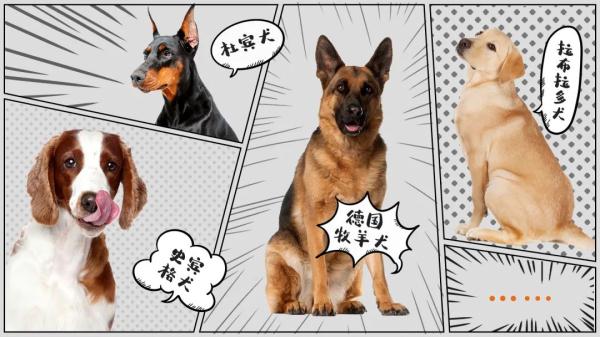 我们不是童工！缉毒犬“小玖”告诉你，杰克罗素梗又萌又飒