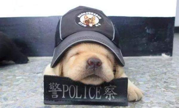 我们不是童工！缉毒犬“小玖”告诉你，杰克罗素梗又萌又飒