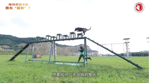 我们不是童工！缉毒犬“小玖”告诉你，杰克罗素梗又萌又飒
