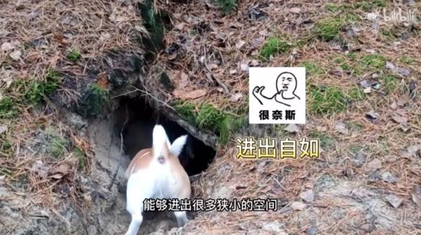 我们不是童工！缉毒犬“小玖”告诉你，杰克罗素梗又萌又飒