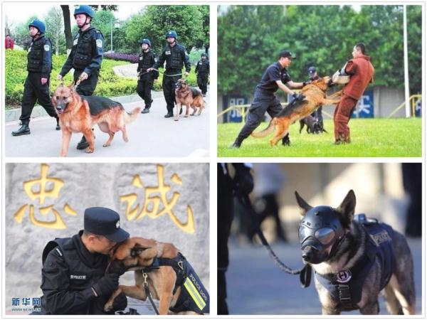 我们不是童工！缉毒犬“小玖”告诉你，杰克罗素梗又萌又飒