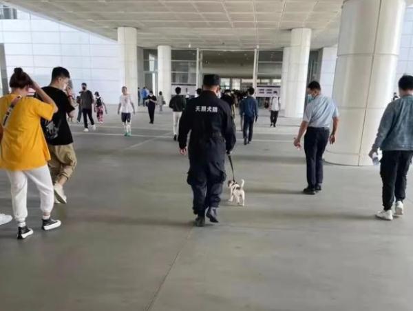 我们不是童工！缉毒犬“小玖”告诉你，杰克罗素梗又萌又飒