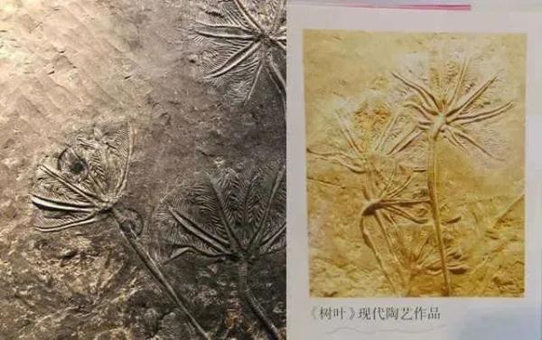数学教材上的信息有误？上海一小学生指出教科书错误，专家回应