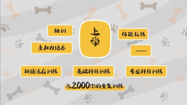 我们不是童工！缉毒犬“小玖”告诉你，杰克罗素梗又萌又飒