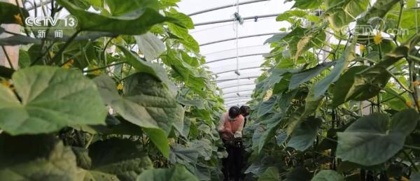 中秋、国庆两节期间 城乡百姓“菜篮子”供应充足 品种丰富