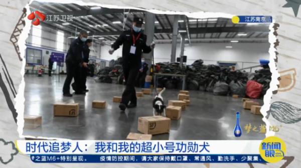 "我不是童工！"上海小码警犬萌上热搜，"考编"经历曝光