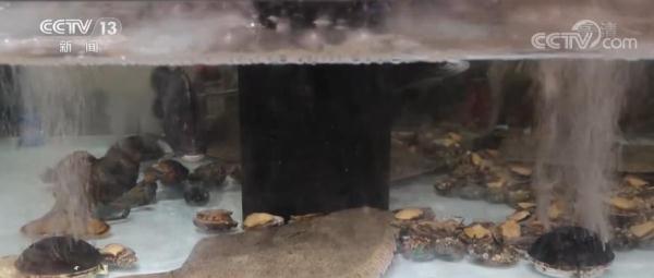 中秋、国庆两节期间 城乡百姓“菜篮子”供应充足 品种丰富