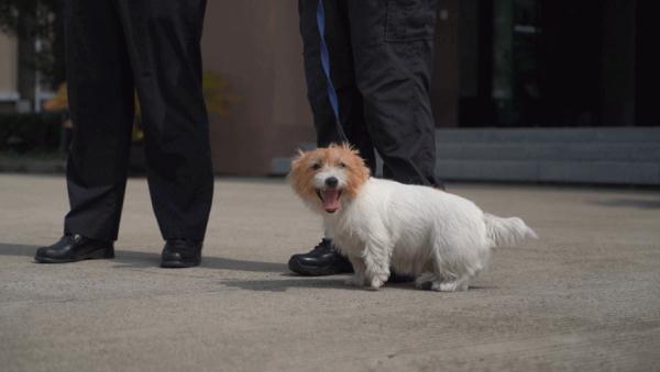 "我不是童工！"上海小码警犬萌上热搜，"考编"经历曝光