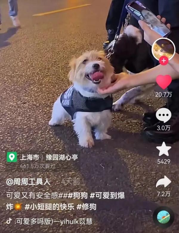 "我不是童工！"上海小码警犬萌上热搜，"考编"经历曝光