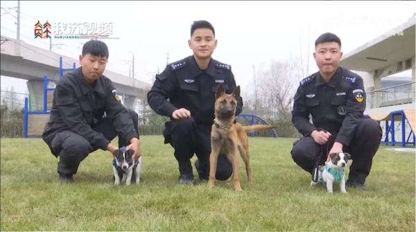 "我不是童工！"上海小码警犬萌上热搜，"考编"经历曝光