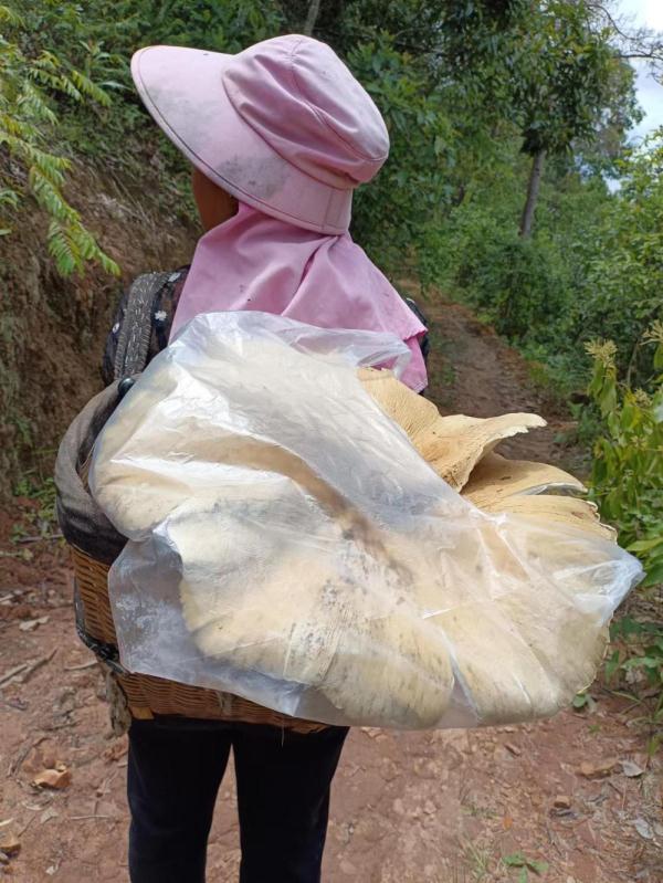 重约3斤 普洱宁洱一村民捡到超大野生菌