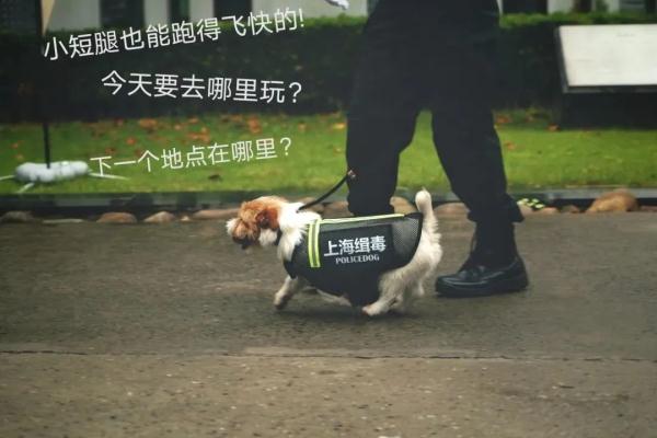 "我不是童工！"上海小码警犬萌上热搜，"考编"经历曝光