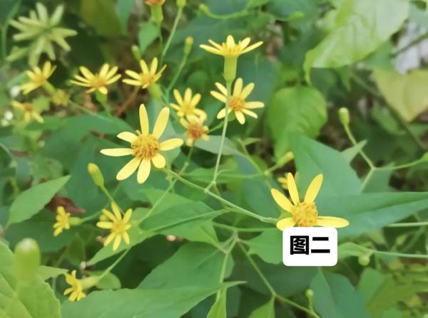 王子文自己做的原生洗发水，你敢用吗？