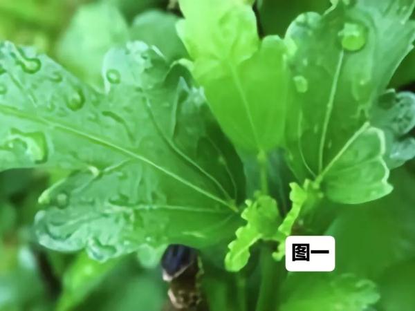 王子文自己做的原生洗发水，你敢用吗？