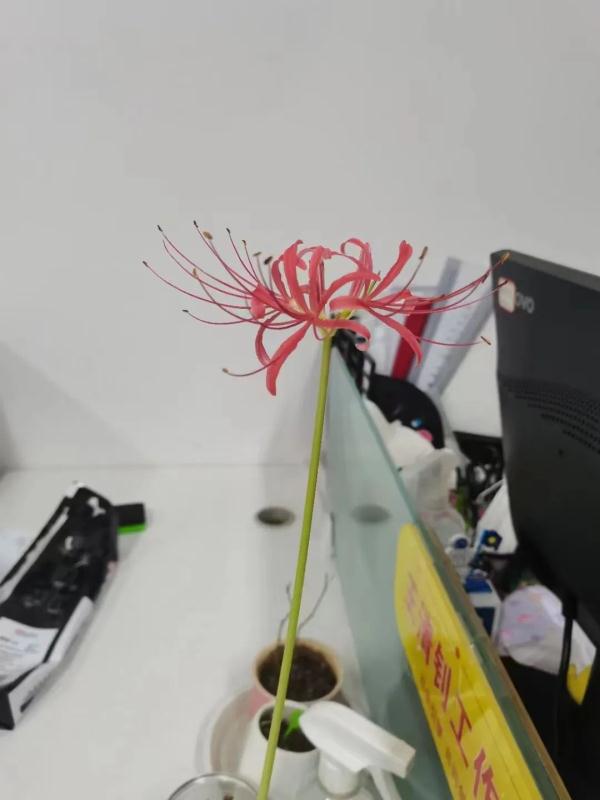 辛辛苦苦种了6个月，结果不是郁金香